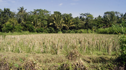 Fototapeta na wymiar Production de Riz dans les rizière de Bali en Indonésie