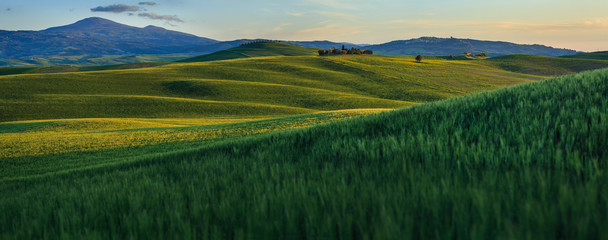 Summer in the fields of Tuscany in the sunset, panoramic view, Italy