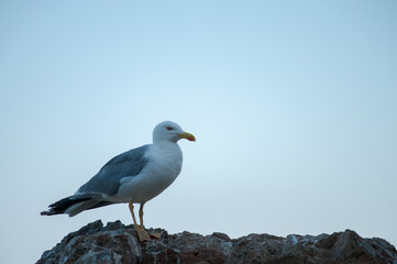 Seagull over rock