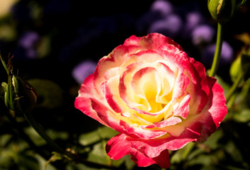 yellow pink rose full bloom