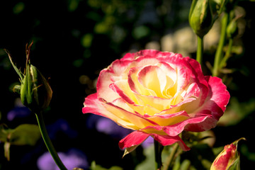 yellow pink rose full bloom