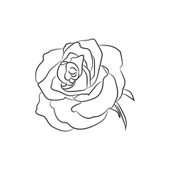 Black and white sketch of rose flower black and white, vector illustration