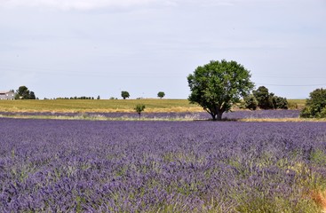 campo di lavanda in Provenza in Francia