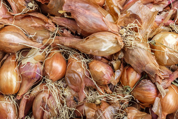 Scalogno profumato dell'orto