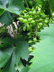 bunch of grapes