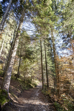 In the wood