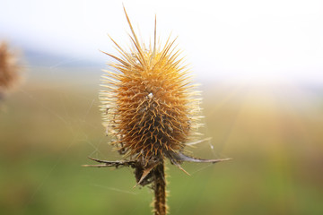 closeup photography of a dried thistle plant