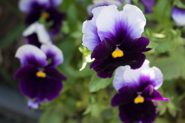 purple iris summer flower