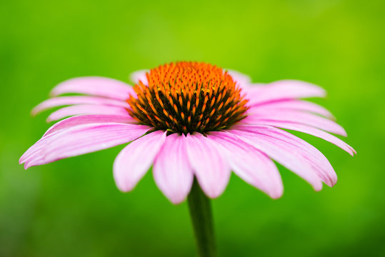 Pink coneflower (echinacea)