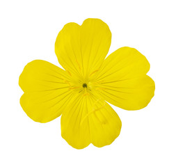 evening primrose (oenothera biennis)