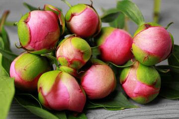Closeup view of beautiful peonies buds
