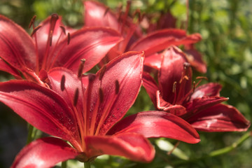 summer red lily