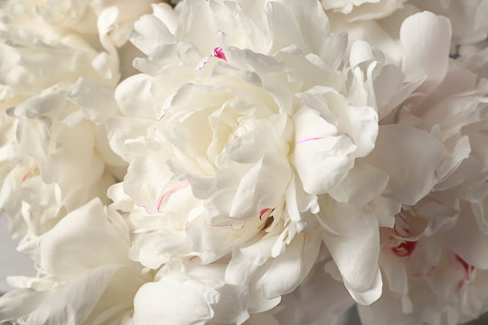 Bouquet of beautiful peonies, closeup