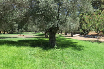 Olive Tree in The Park