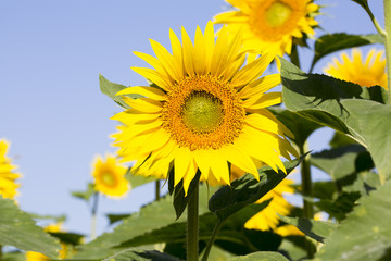 Sunflowers