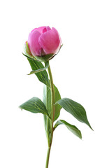 Fototapeta premium Beautiful peony flower on white background