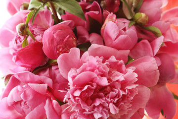 Beautiful peony flowers, closeup