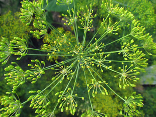 Dill flowers close-up