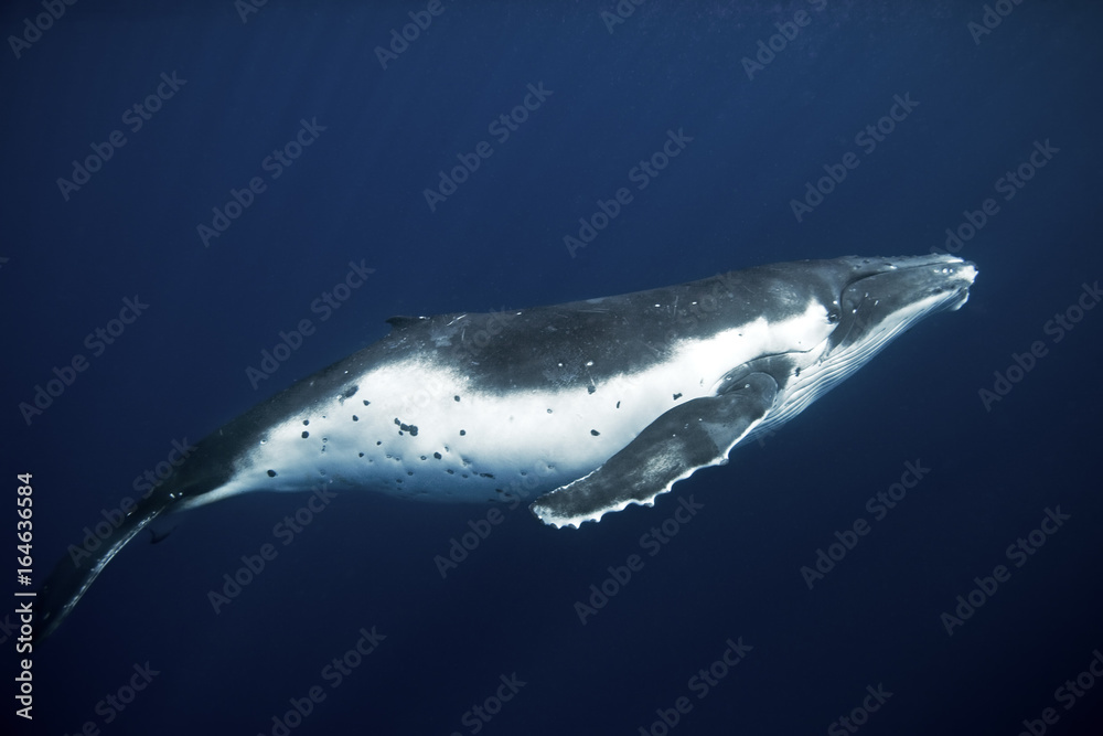 Poster humpback whale, megaptera novaeangliae, tonga, vava'u island