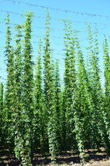 Hopfenanbau