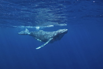 humpback whale, megaptera novaeangliae, Tonga, Vava'u island © prochym