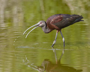 Ibis