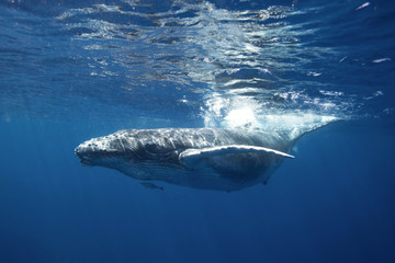 humpback whale, megaptera novaeangliae, Tonga, Vava'u island