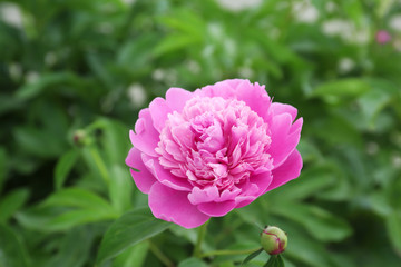 Beautiful peony flower in garden, closeup