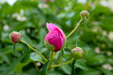 Buds of beautiful peonies in garden, closeup