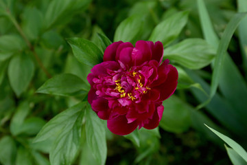 Beautiful peony flower in garden, closeup