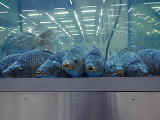Carps in the aquarium