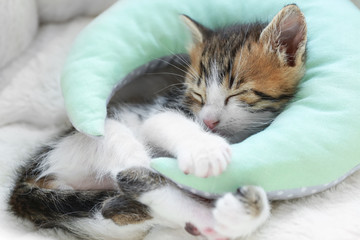 Fototapeta na wymiar Cute little kitten with decorative pillow sleeping on soft plaid at home