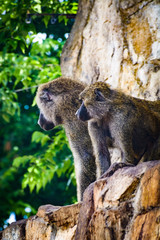 Monkeys in the ZOO