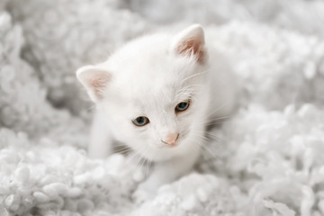 Cute little kitten on soft plaid at home