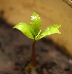 new grown cashew tree
