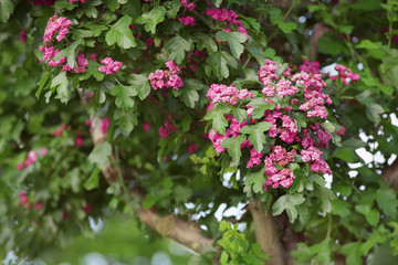 Branches of beautiful blooming tree in garden on sunny day