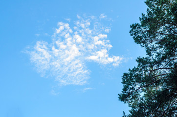 Clouds in the blue sky and branches of trees