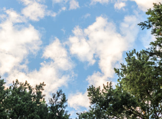 Clouds in the blue sky and branches of trees