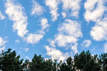 Clouds in the blue sky and branches of trees