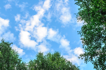 Obraz premium Clouds in the blue sky and branches of trees