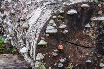 An old sawn birch trunk