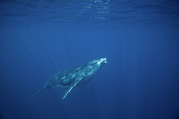 Fototapeta premium humpback whale, megaptera novaeangliae, Tonga, Vava'u island