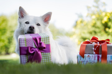 Fototapeta na wymiar Hundegeburtstag - isländischer Schäferhund mit verpackten Geburtstagsgeschenken