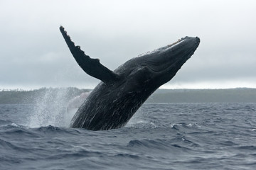 Fototapeta premium humpback whale, megaptera novaeangliae, Tonga, Vava'u island