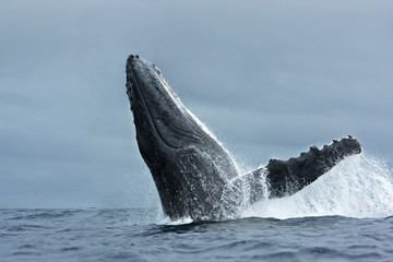 Fototapeta premium humpback whale, megaptera novaeangliae, Tonga, Vava'u island
