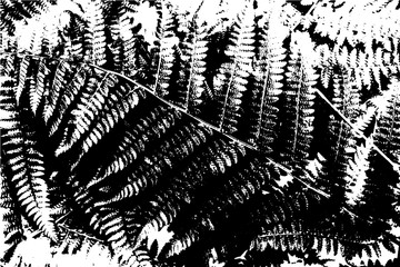 Distress overlay texture of forest fern. Grunge background. EPS10 vector.