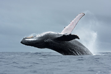 humpback whale, megaptera novaeangliae, Tonga, Vava'u island - obrazy, fototapety, plakaty