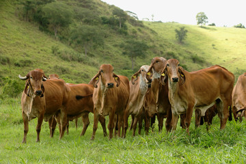 Fazenda de gado