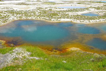 Mimulus Pool