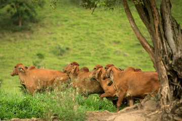 Fazenda de gado